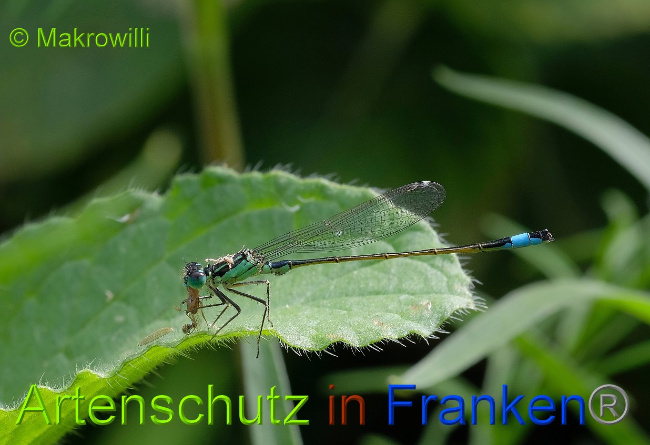 © Artenschutz in Franken® / Makrowilli Bild zum Eintrag (1028819-160)
