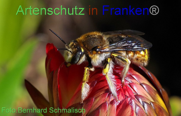 Copyright AiF / Bernhard Schmalisch Bild zum Eintrag (1028924-160)