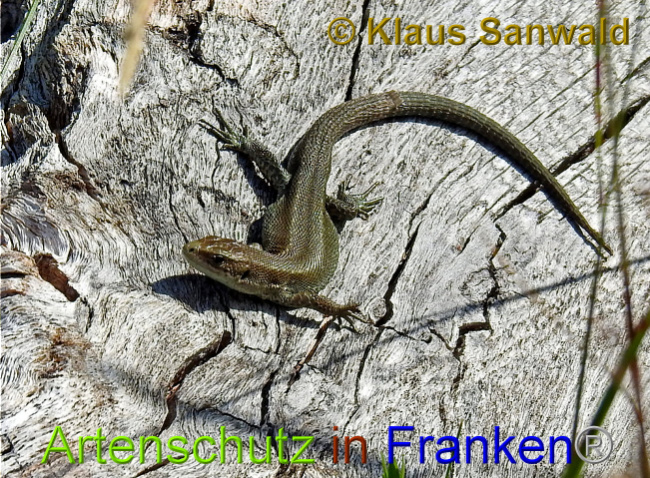 © Artenschutz in Franken® / Klaus Sanwald Bild zum Eintrag (1028943-160)