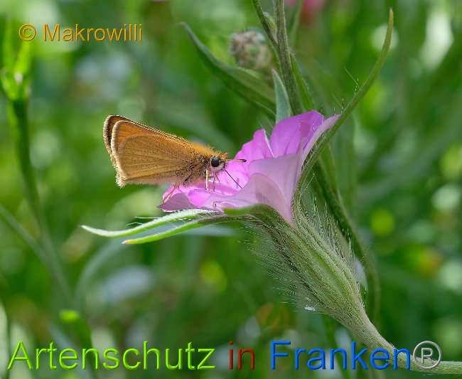 © Artenschutz in Franken® / Makrowilli Bild zum Eintrag (1029025-160)
