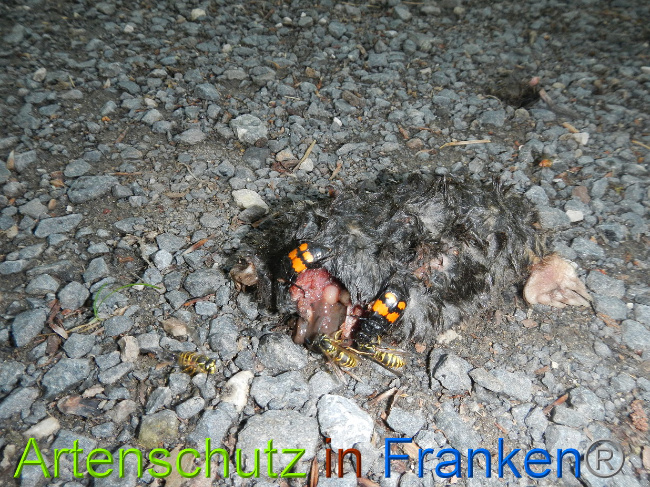 © Artenschutz in Franken® Bild zum Eintrag (1029083-160)