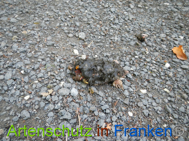 © Artenschutz in Franken® Bild zum Eintrag (1029085-160)