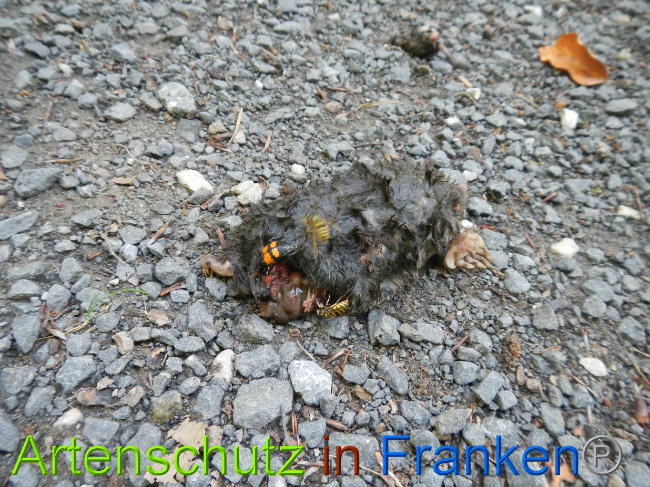 © Artenschutz in Franken® Bild zum Eintrag (1029086-160)