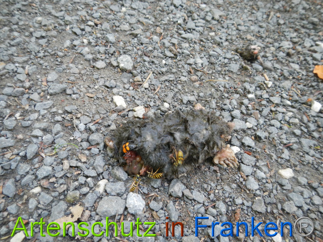 © Artenschutz in Franken® Bild zum Eintrag (1029087-160)