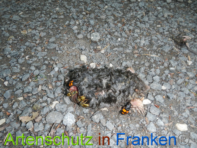 © Artenschutz in Franken® Bild zum Eintrag (1029089-160)