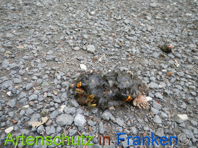 © Artenschutz in Franken® Bild zum Eintrag (1029090-160)