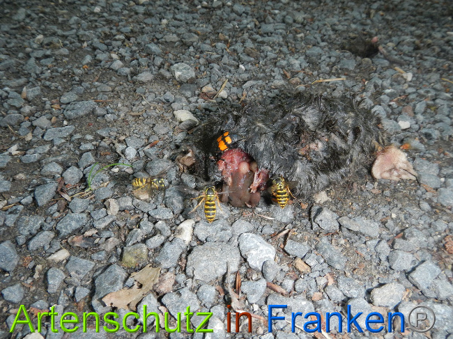 © Artenschutz in Franken® Bild zum Eintrag (1029092-160)