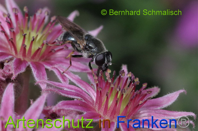 © Artenschutz in Franken® / Bernhard Schmalisch Bild zum Eintrag (1029164-160)