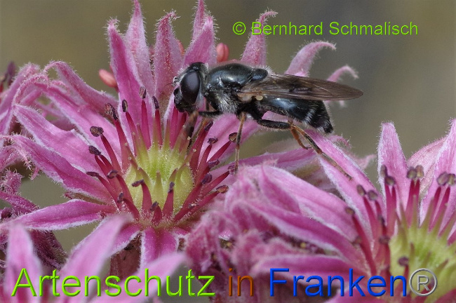 © Artenschutz in Franken® / Bernhard Schmalisch Bild zum Eintrag (1029165-160)