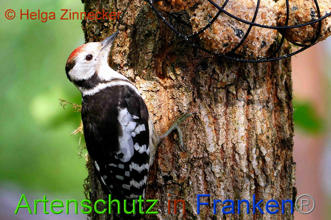© Artenschutz in Franken® / Helga Zinnecker Bild zum Eintrag (1029474-160)