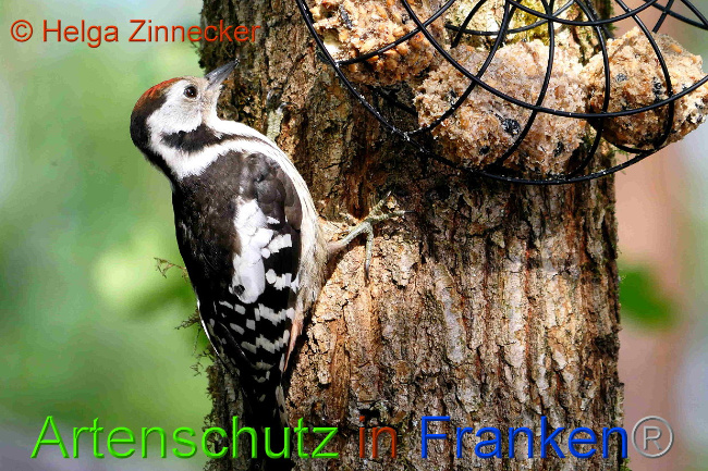 © Artenschutz in Franken® / Helga Zinnecker Bild zum Eintrag (1029475-160)
