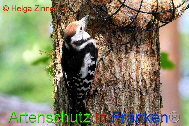 © Artenschutz in Franken® / Helga Zinnecker Bild zum Eintrag (1029476-160)
