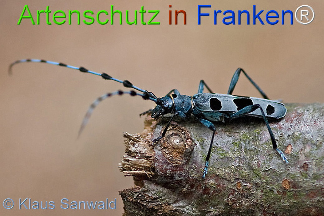 © Artenschutz in Franken® / Klaus Sanwald Bild zum Eintrag (1029672-160)
