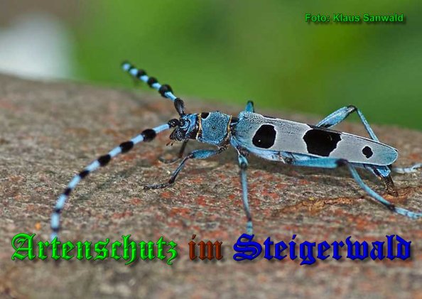 Copyright AiS-Klaus Sanwald Bild zum Eintrag (1029674-160)