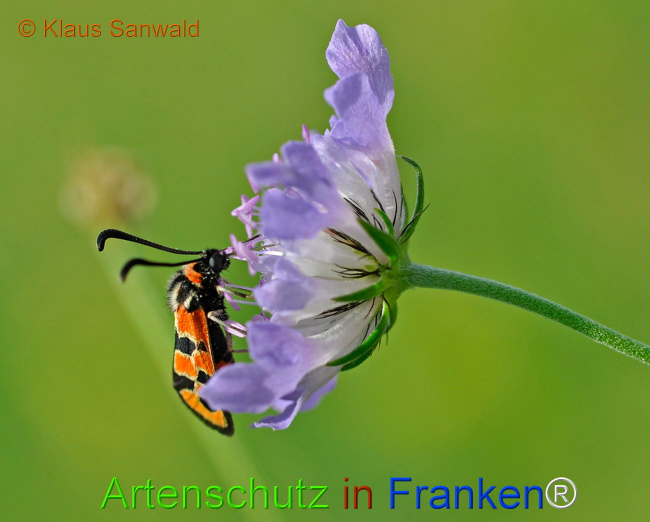 © Artenschutz in Franken® / Klaus Sanwald Bild zum Eintrag (1029678-160)