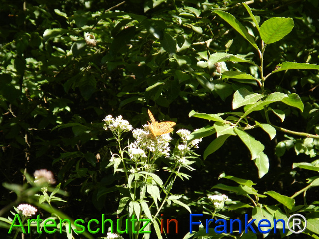 © Artenschutz in Franken® / Jasmin Wellein Bild zum Eintrag (1029732-160)