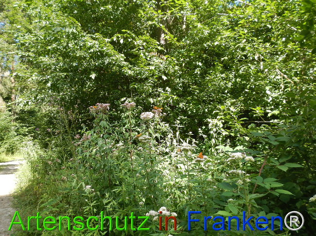 © Artenschutz in Franken® / Jasmin Wellein Bild zum Eintrag (1029733-160)