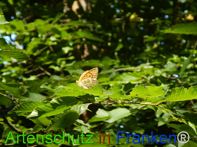 © Artenschutz in Franken® / Jasmin Wellein Bild zum Eintrag (1029735-160)
