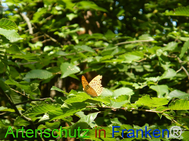 © Artenschutz in Franken® / Jasmin Wellein Bild zum Eintrag (1029736-160)