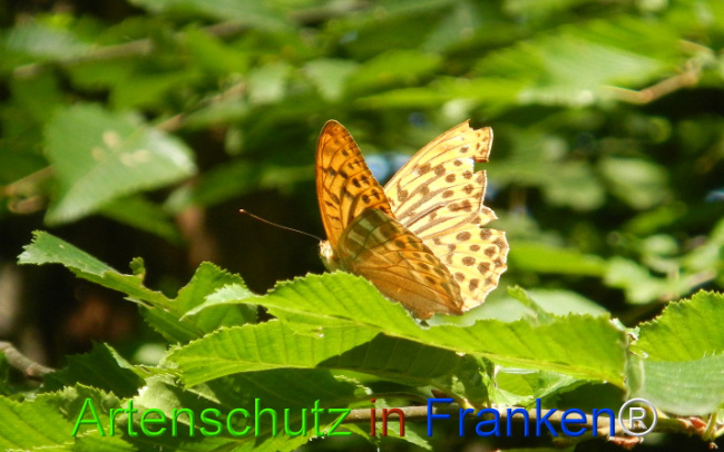 © Artenschutz in Franken® / Jasmin Wellein Bild zum Eintrag (1029737-160)