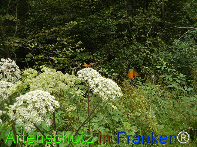© Artenschutz in Franken® / Jasmin Wellein Bild zum Eintrag (1029739-160)