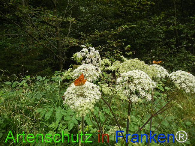 © Artenschutz in Franken® / Jasmin Wellein Bild zum Eintrag (1029740-160)