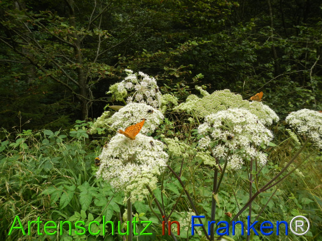 © Artenschutz in Franken® / Jasmin Wellein Bild zum Eintrag (1029741-160)