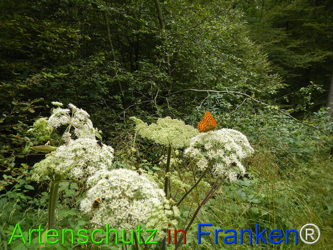 © Artenschutz in Franken® / Jasmin Wellein Bild zum Eintrag (1029742-160)