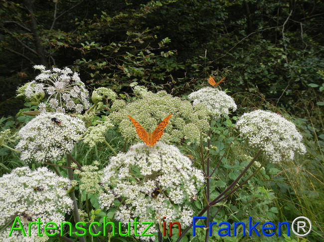 © Artenschutz in Franken® / Jasmin Wellein Bild zum Eintrag (1029743-160)