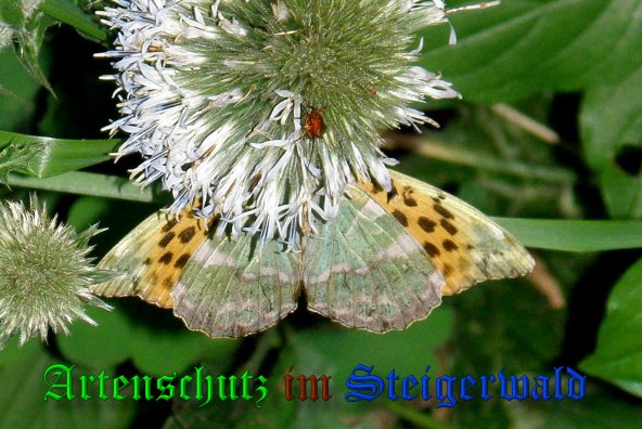 Copyright AiS- Albert Meier Bild zum Eintrag (1029744-160)