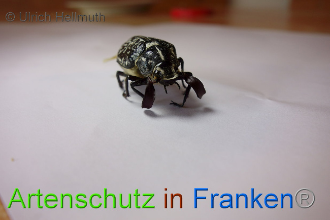 © Artenschutz in Franken® / Ulrich Hellmuth Bild zum Eintrag (1029764-160)