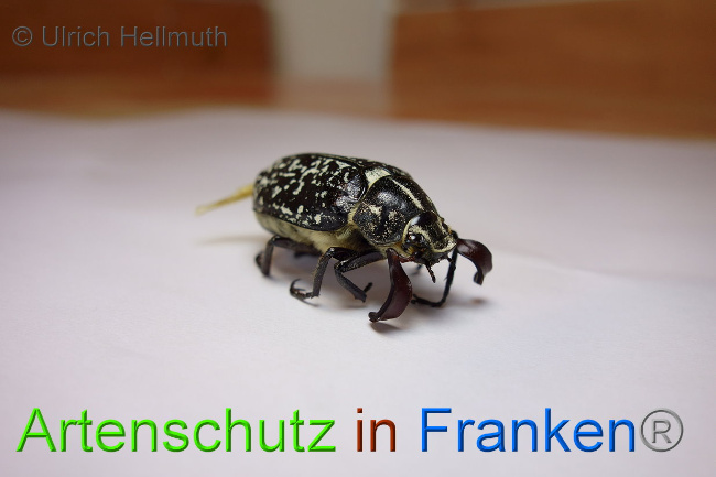 © Artenschutz in Franken® / Ulrich Hellmuth Bild zum Eintrag (1029765-160)