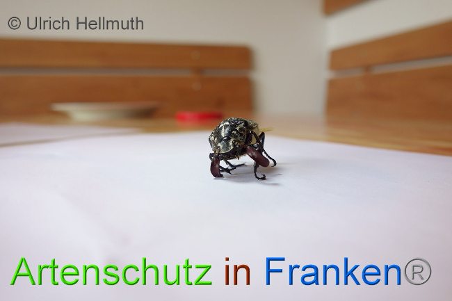 © Artenschutz in Franken® / Ulrich Hellmuth Bild zum Eintrag (1029768-160)