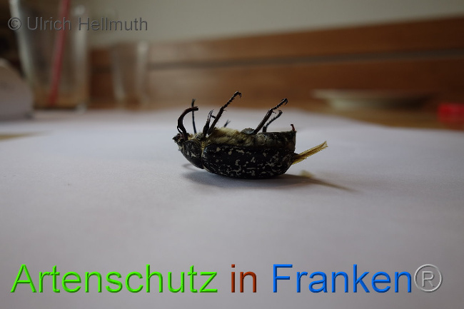 © Artenschutz in Franken® / Ulrich Hellmuth Bild zum Eintrag (1029772-160)