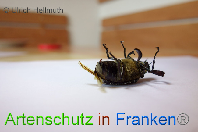 © Artenschutz in Franken® / Ulrich Hellmuth Bild zum Eintrag (1029773-160)