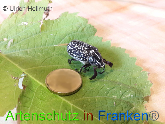 © Artenschutz in Franken® / Ulrich Hellmuth Bild zum Eintrag (1029774-160)