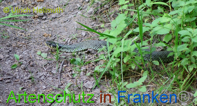 © Artenschutz in Franken® / Ulrich Hellmuth Bild zum Eintrag (1029780-160)