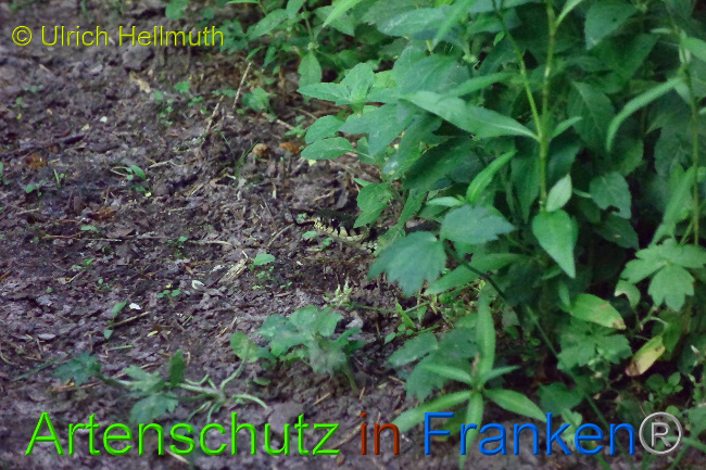 © Artenschutz in Franken® / Ulrich Hellmuth Bild zum Eintrag (1029781-160)