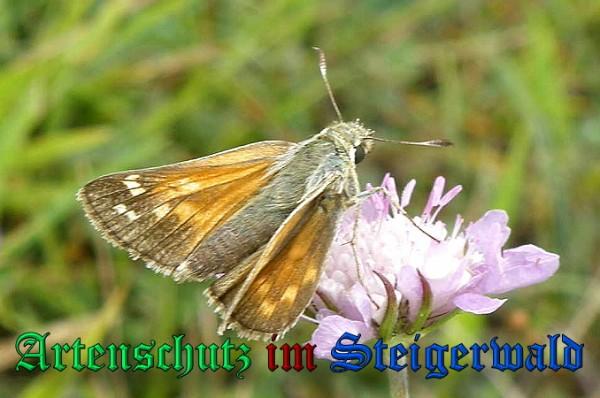 Copyright AiS / 2009 Albert Meier Bild zum Eintrag (1029827-160)