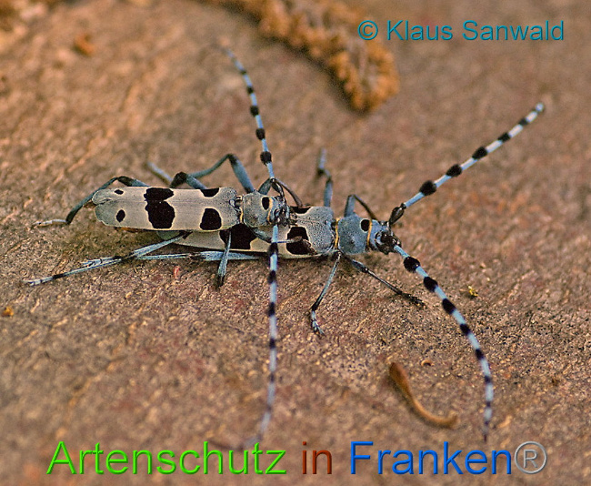 © Artenschutz in Franken® / Klaus Sanwald Bild zum Eintrag (1029830-160)
