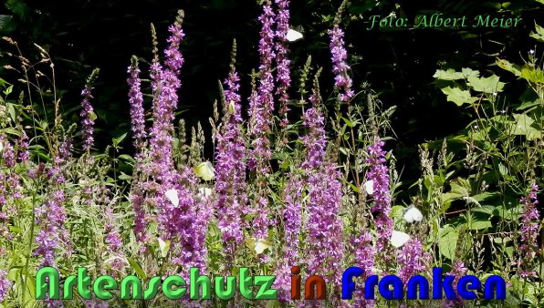 Copyright AiS Albert Meier Bild zum Eintrag (1029986-160)