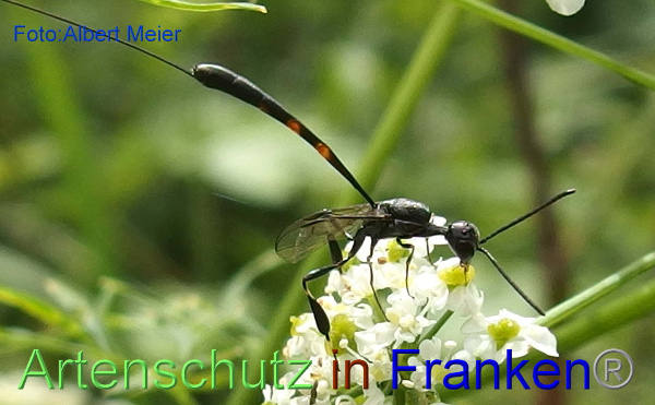 Copyright AiF - Albert Meier Bild zum Eintrag (1030001-160)