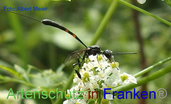 Copyright AiF - Albert Meier Bild zum Eintrag (1030003-160)