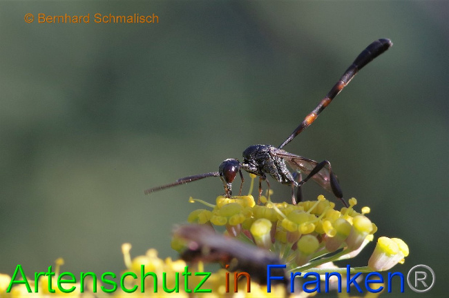 © Artenschutz in Franken® / Bernhard Schmalisch Bild zum Eintrag (1030006-160)