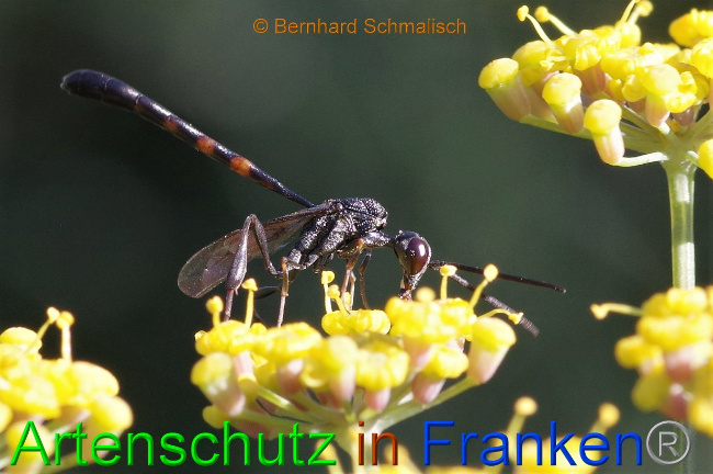 © Artenschutz in Franken® / Bernhard Schmalisch Bild zum Eintrag (1030007-160)