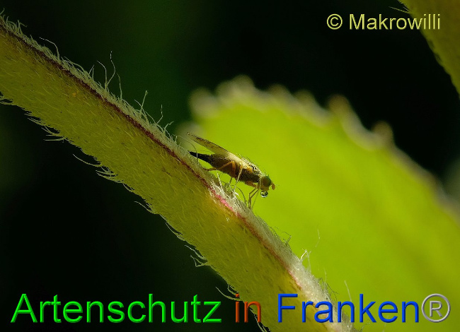 © Artenschutz in Franken® / Makrowilli Bild zum Eintrag (1030032-160)