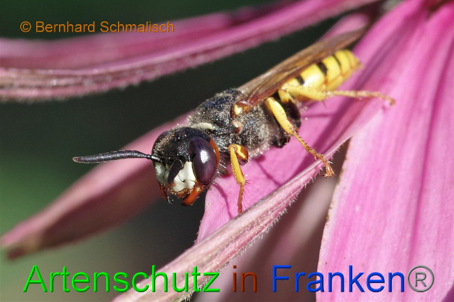 © Artenschutz in Franken® / Bernhard Schmalisch Bild zum Eintrag (1030087-160)