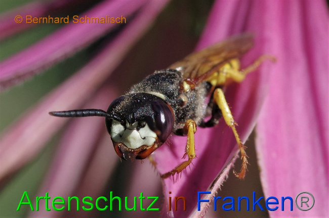 © Artenschutz in Franken® / Bernhard Schmalisch Bild zum Eintrag (1030088-160)