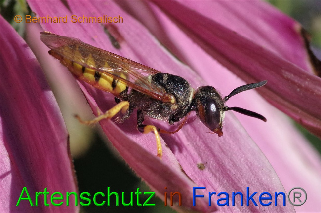 © Artenschutz in Franken® / Bernhard Schmalisch Bild zum Eintrag (1030089-160)