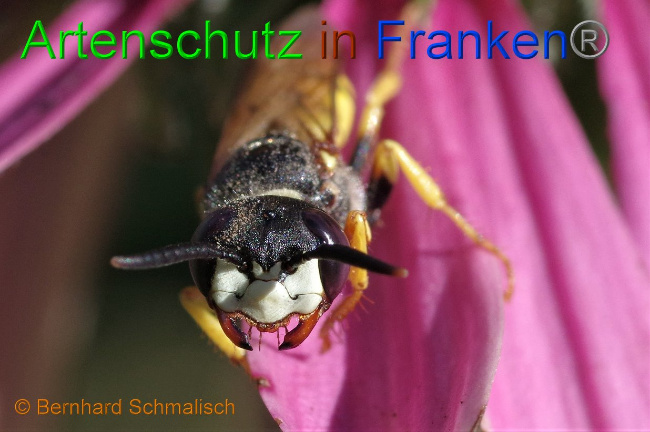 © Artenschutz in Franken® / Bernhard Schmalisch Bild zum Eintrag (1030099-160)